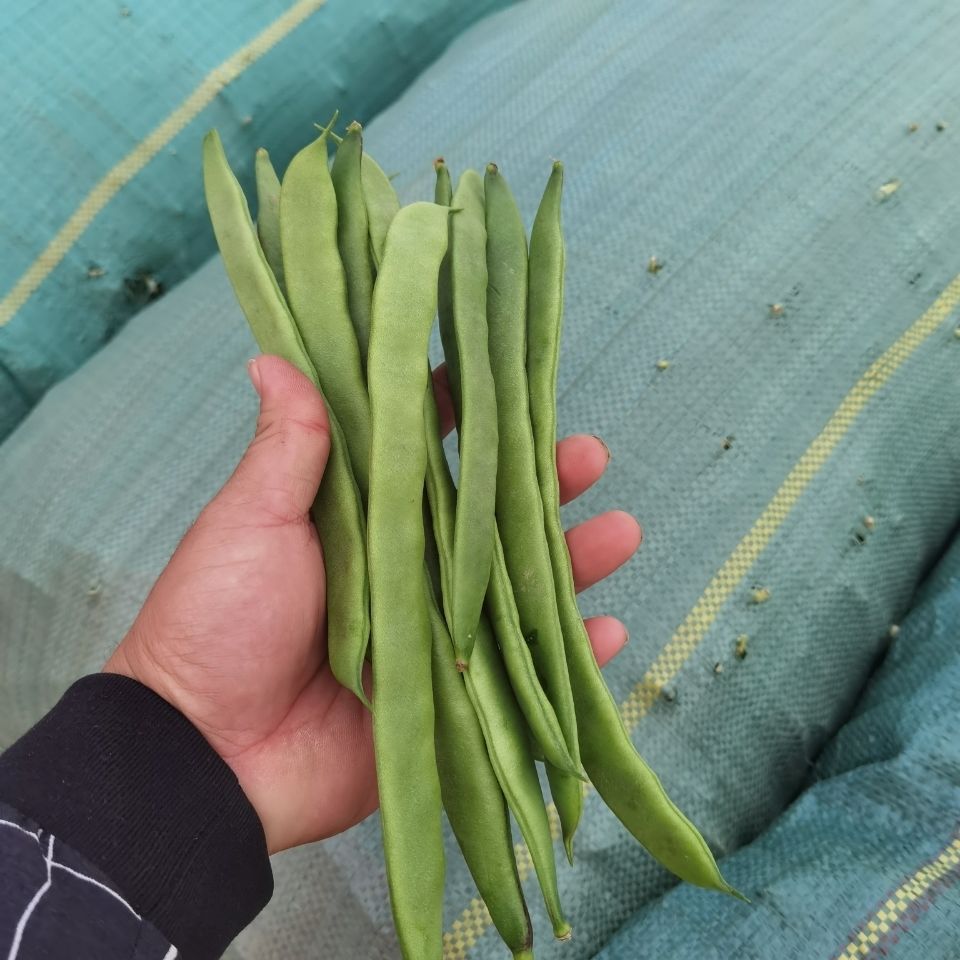 云南大扁豆角当季新鲜蔬菜农家自种刀豆四季青豆现摘芸豆角-斤文
