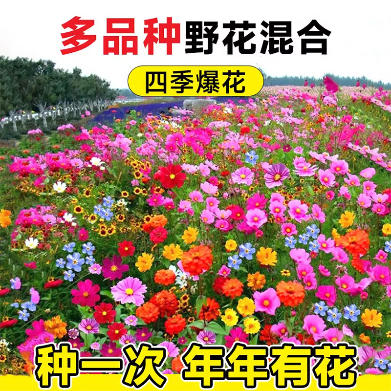 多年矮生野花种子组合波斯菊种子四季易种格桑花籽庭院花草花种子