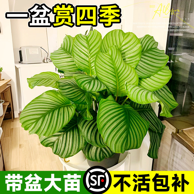 青苹果竹芋盆栽室内新房吸甲醛绿植好养活四季水培植物天鹅绒海芋