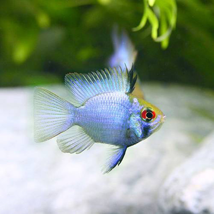 宝蓝凤凰球鱼蓝波子阿凡达球荷兰凤凰短鲷类淡水热带鱼观赏鱼活体