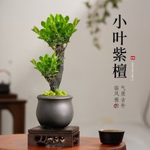 苔藓石山铁树盆栽室内植物好养易活客厅玄关大型绿植开业苏铁盆景