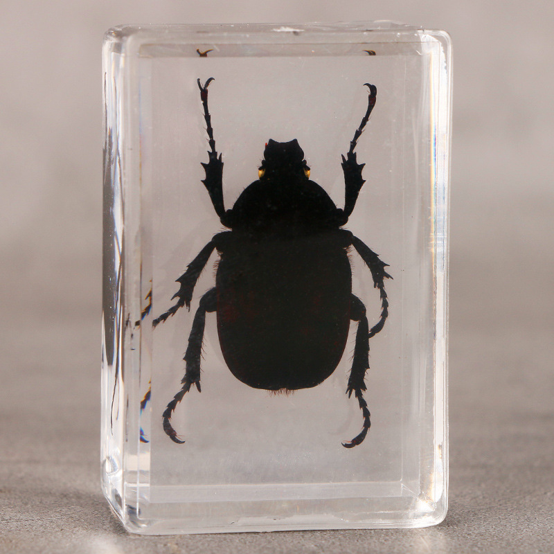 跨境批发真实昆虫标本透明树脂 教学观察工艺品人面蝽 金龟子甲虫