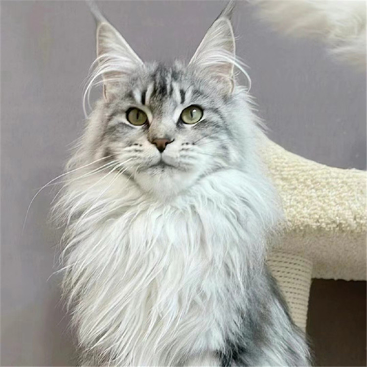 出售猫活体纯种缅因猫活体英短猫活物布偶猫幼崽活体德文宠物猫咪