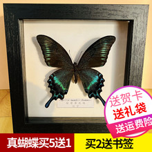 7Y蝴蝶标本相框真蓝色稀有摆件礼物生日幼儿园展示框挂画昆虫摄影