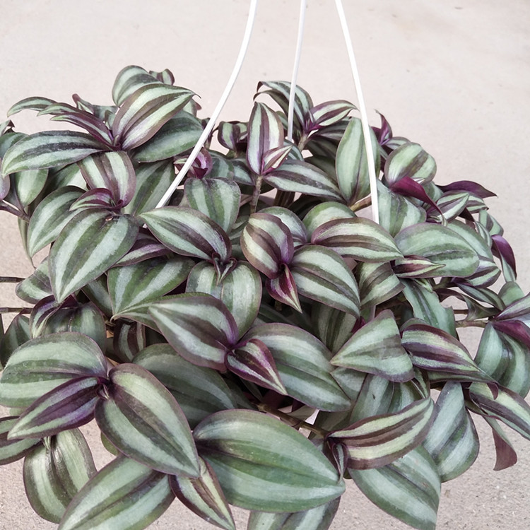 批发吊兰 吊竹梅 竹节吊兰 盆栽  紫叶吊竹梅 紫吊兰