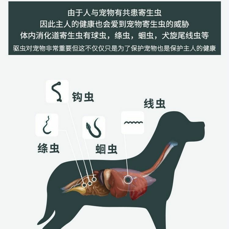 狗狗体内寄生虫图片图片