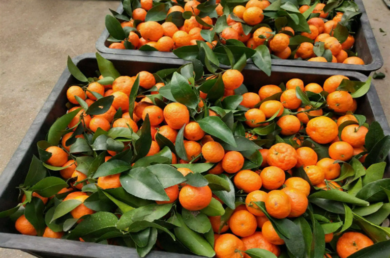 红柑橘南丰新鲜红橘子水果红蜜橘柑橘薄皮红皮桔子砂桔