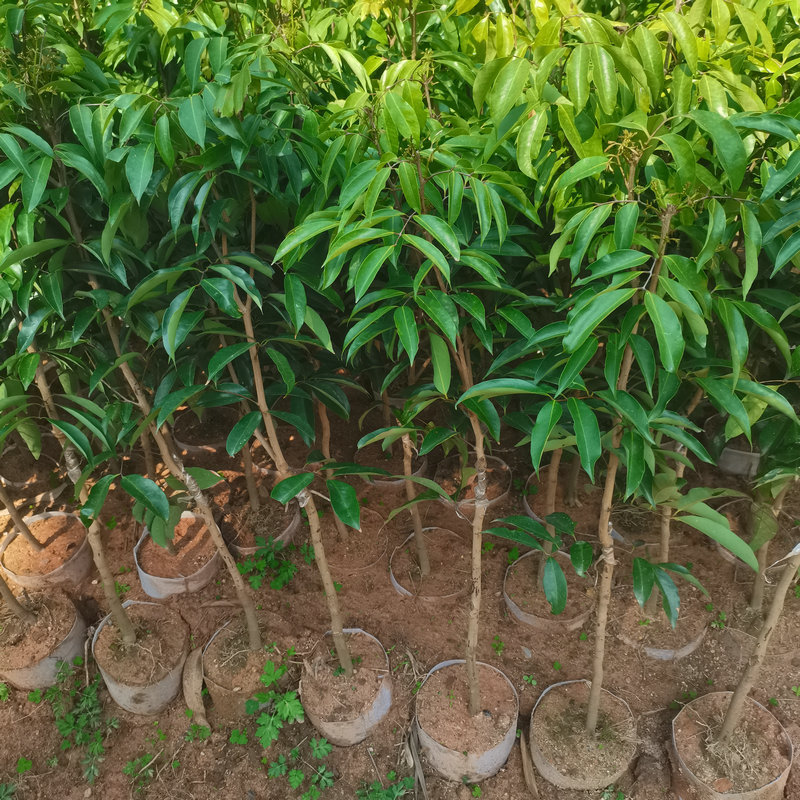 陈生荔枝果苗 来样加工 包装物料 多年行业经验 一手货源