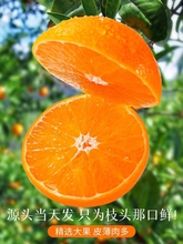 宜昌秭归脐橙橘子新鲜10斤水果应季纽荷尔脐橙手剥甜橙子赣南品种