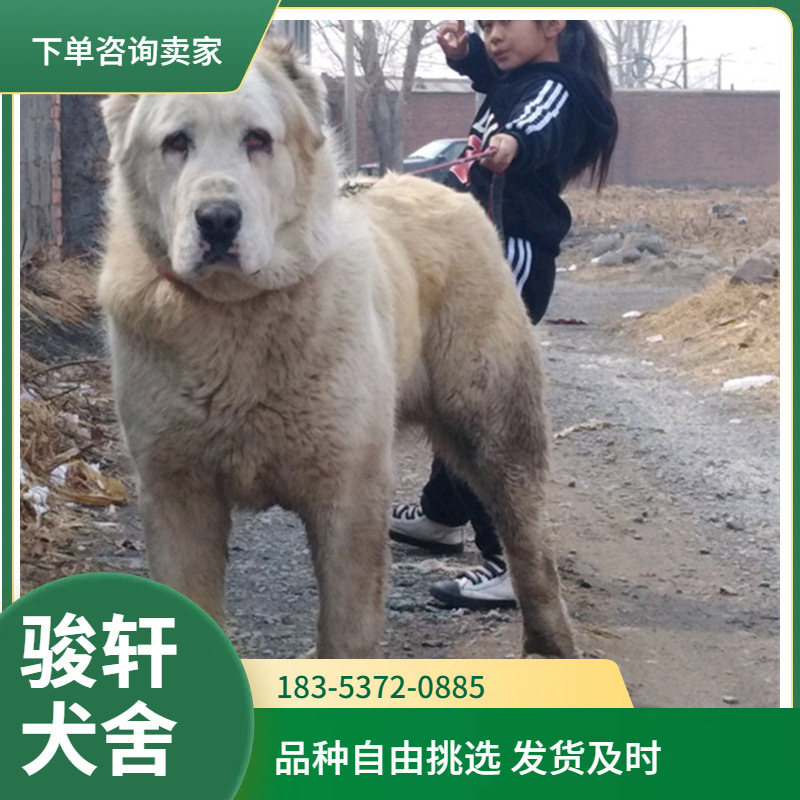 中亚牧羊犬幼犬活体巨型中亚工作犬护卫犬大型犬猛犬宠物犬狗狗