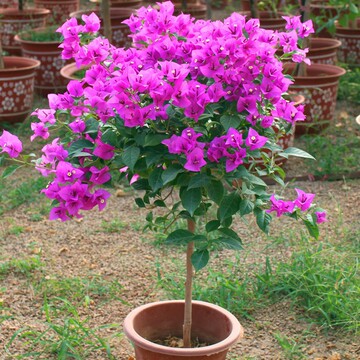 三角梅盆栽苗爬藤庭院带花发货四季开花绿樱重瓣红漳红樱-阿里巴巴