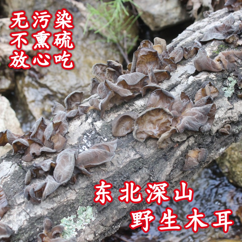 野生木耳东北特产天然黑木耳软糯特干货级长白山散装秋木耳500g