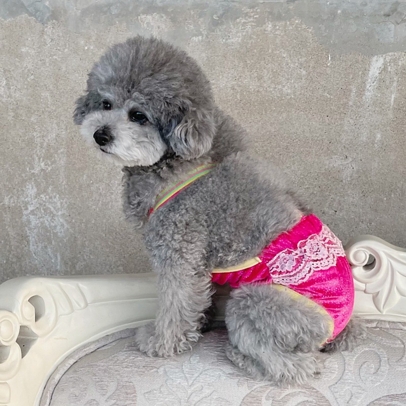 狗狗秋冬新款丝绒生理期背带生理裤泰迪比熊小型犬防骚扰安全裤