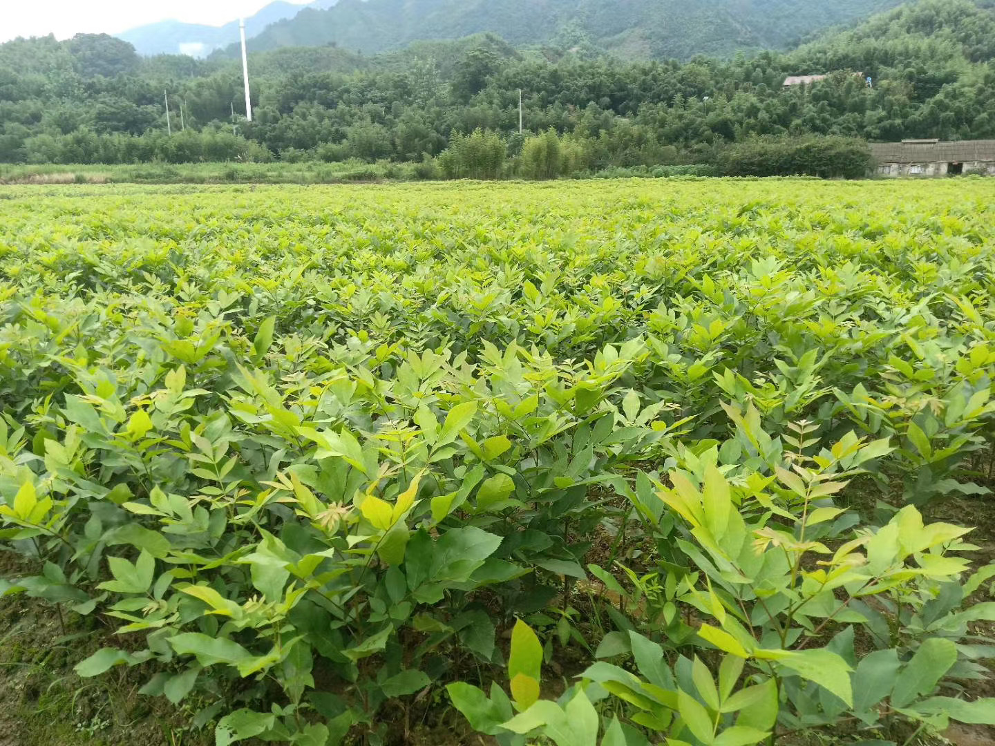 【1年苗】临安宝丰苗场 美国山核桃苗 碧根果长寿果苗 实生苗