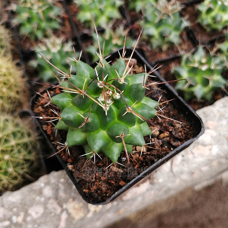 多肉植物批发 约4-6cm 魔象 毛象仙人球 裸根 花卉盆栽绿植