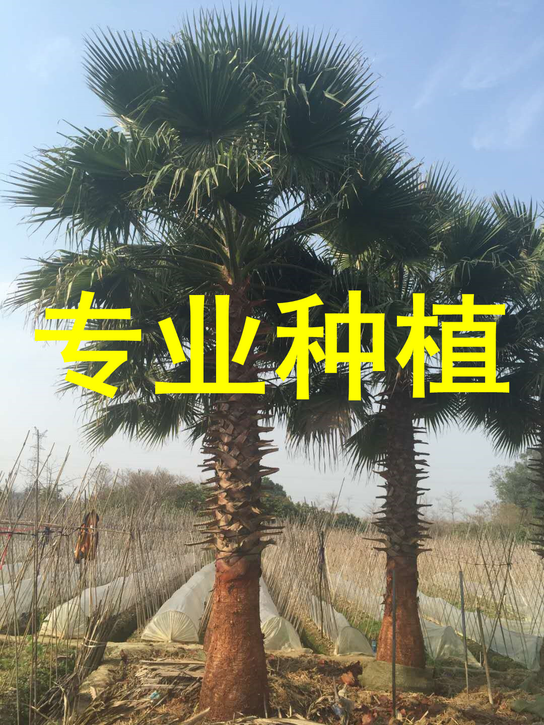 老人葵树 华棕 杆高9米 自然高度11米漳州华盛顿棕榈基地 棕榈树