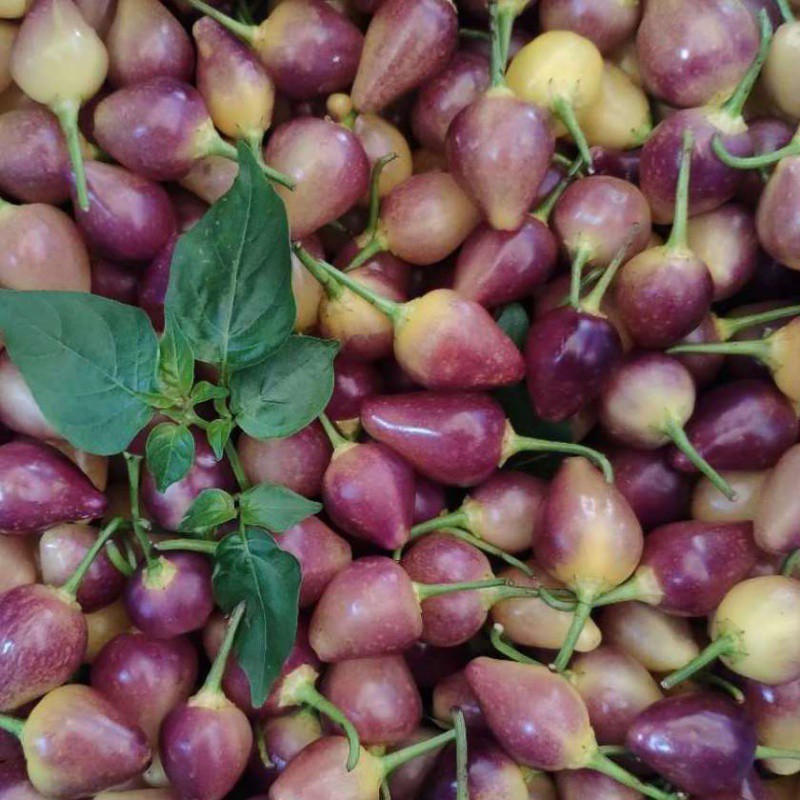 广西特产七彩椒五彩椒又名灯笼椒小圆椒 可炒可腌制 炸辣 脆爽