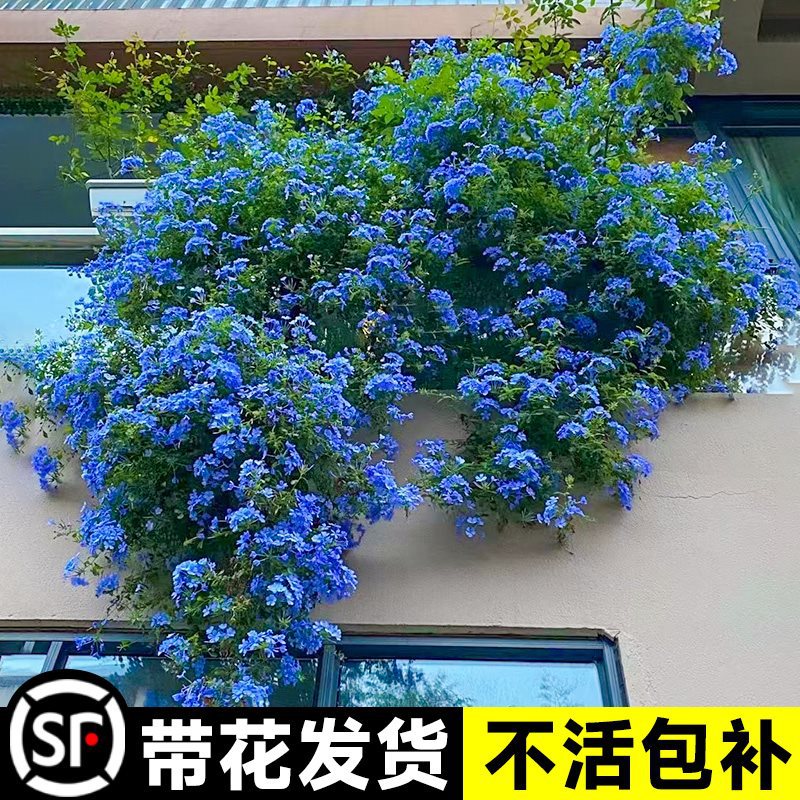 蓝雪花爬藤大苗庭院花卉盆栽特大棒棒糖耐热植物阳台藤本四季开花
