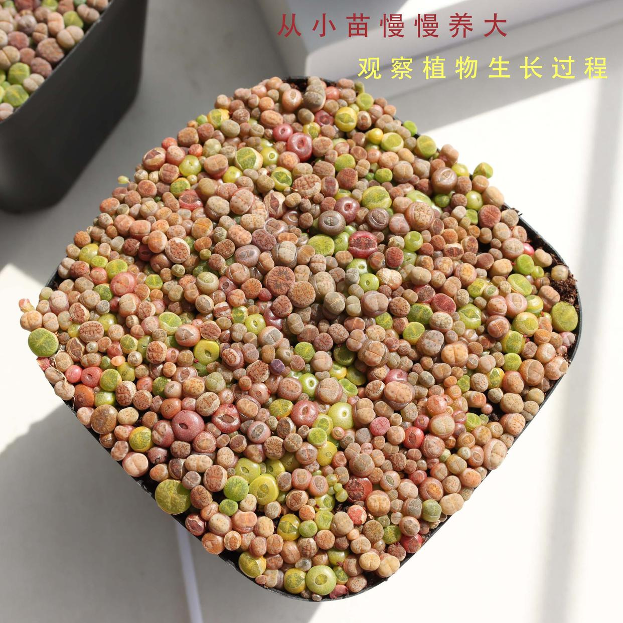 生石花小苗批发10cm黑方满盆lithops seeds南非混合生石花带盆发