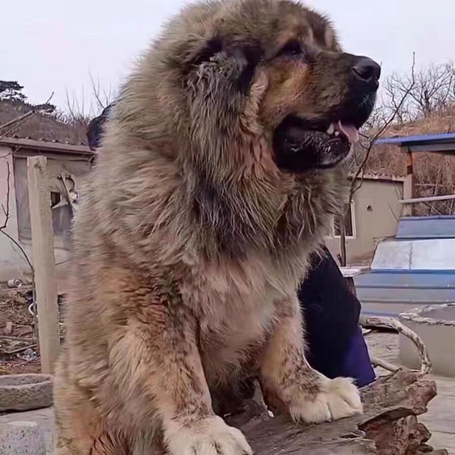 纯种高加索幼犬活体巨型熊版高加索幼犬活体看家护院高加索宠物狗