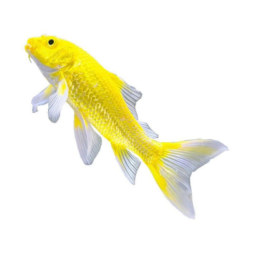 观赏鱼锦鲤黄金锦鲤黄介子长尾冷水淡水鱼金鱼好养耐活的草金鱼