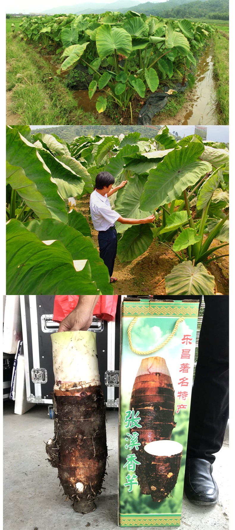 韶关乐昌张溪香芋炮弹芋头新鲜蔬菜粉糯香特大槟榔芋广东特产