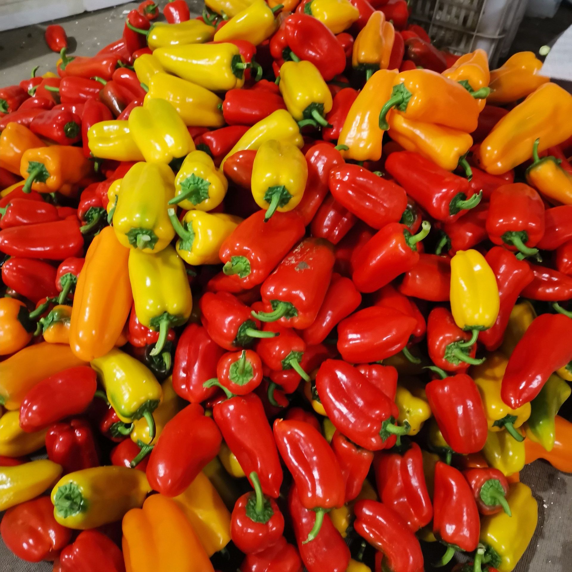 5斤包邮 山东新鲜五彩水果甜椒生吃彩椒沙拉蔬菜水果甜椒