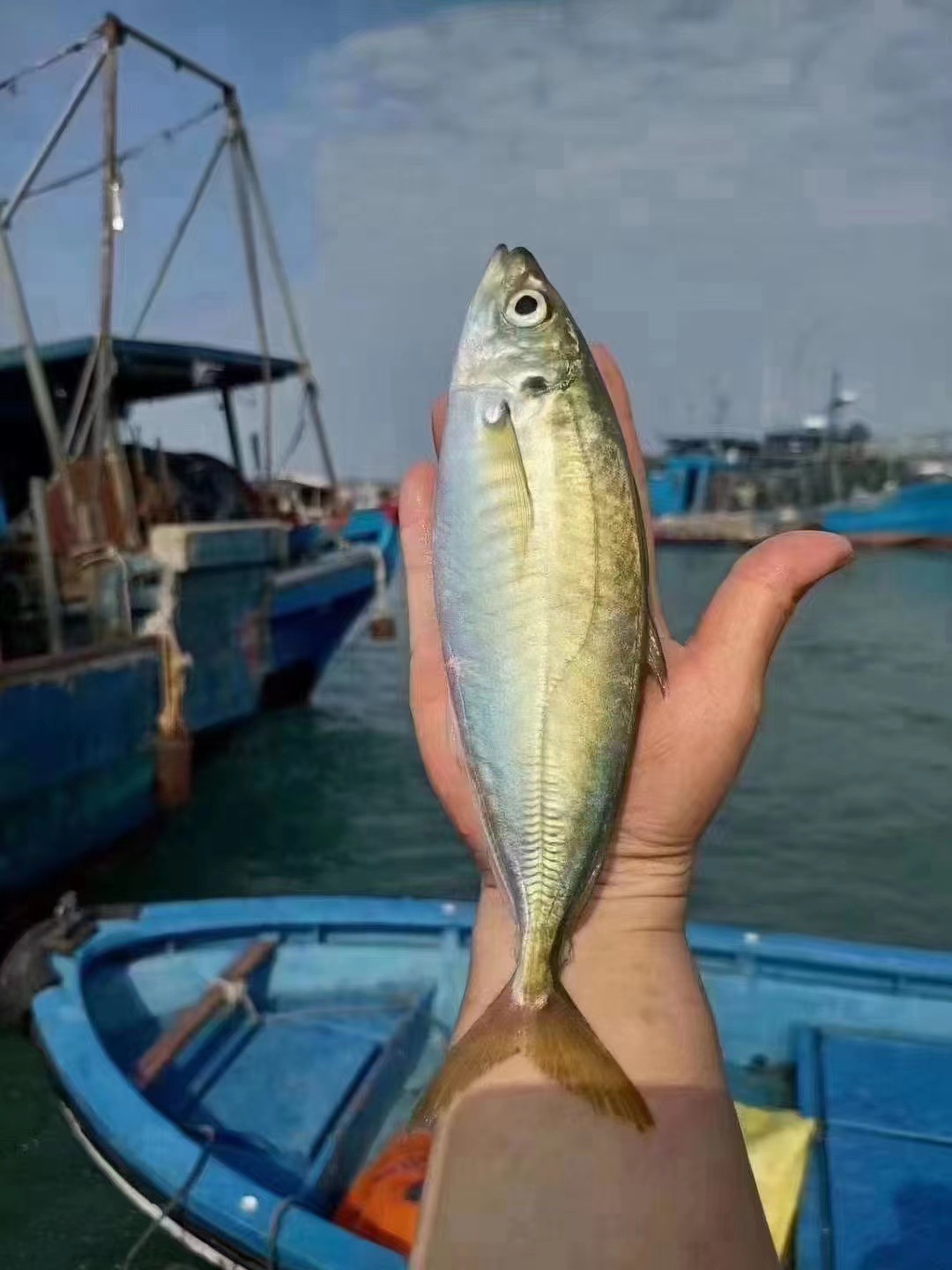 福建东山岛水产农产品冷冻养殖巴浪鱼批发冷冻鱼鲜活海鲜冰冻冷冻