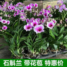 粉黛石斛兰盆栽带花苞四季开花不断绿植室内阳台花卉易养兰花植物