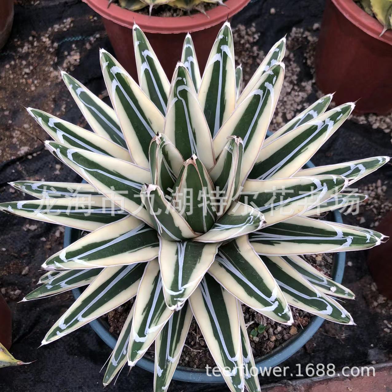 笹吹雪龙舌兰 冰山 d型世之雪 世之雪汝中斑大棚直售