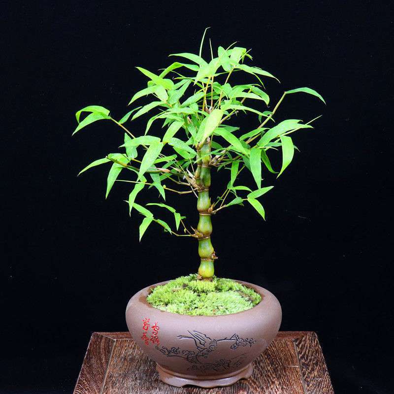 佛肚竹盆栽罗汉竹阳台室内小绿植观赏竹竹子茶桌植物办公室吸甲醛