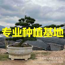 三河黑松价格 国产黑松盆景批发庭院别墅造型斜飘黑松 日本黑松