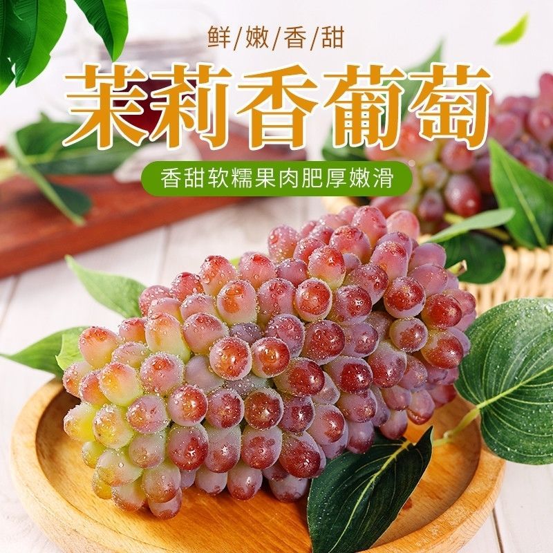 茉莉香提葡萄玫瑰香葡萄新鲜水果非阳光玫瑰提子整箱包邮