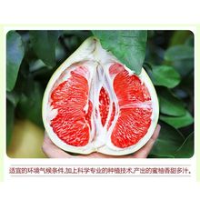 柚子红心蜜柚10斤大果当季新鲜水果平和琯溪红肉2斤现摘厂家批发