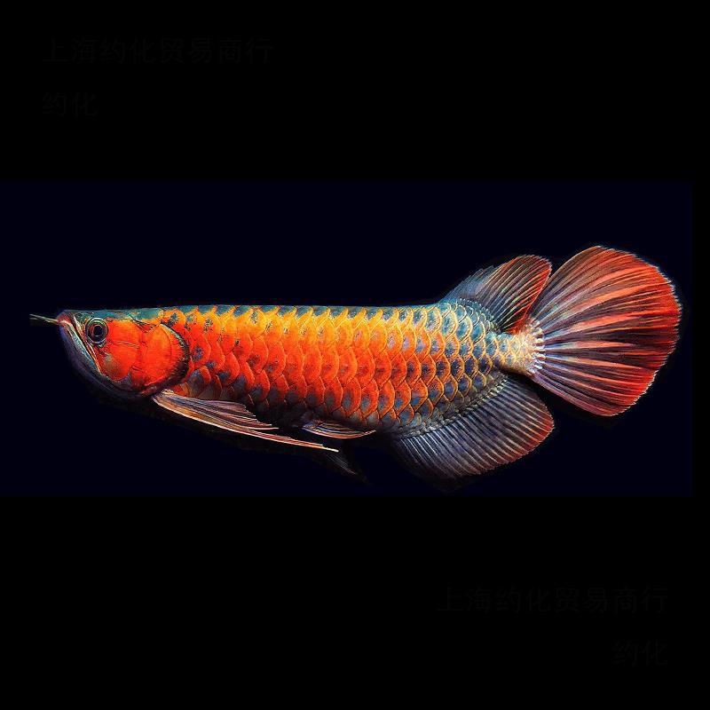 印尼红龙鱼金龙鱼黄化银龙活鱼幼苗大型练手龙鱼观赏小鱼苗活约化
