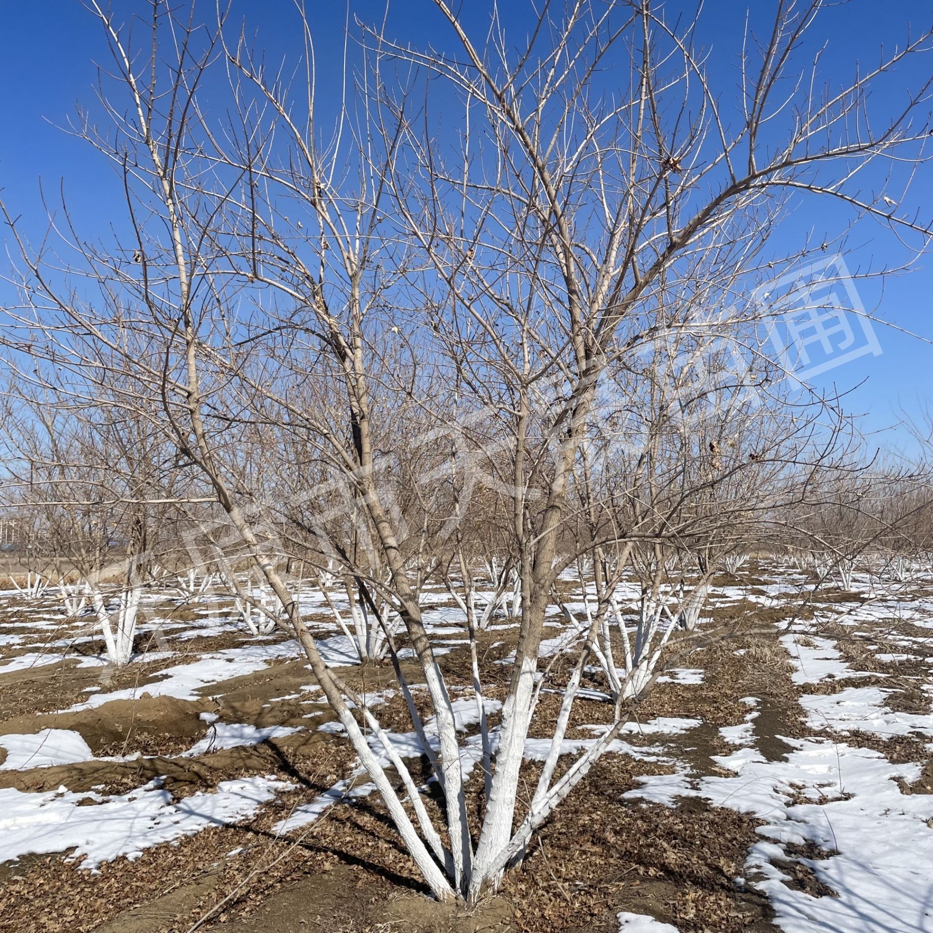 丛生元宝枫 独杆单杆元宝枫 行道树公园庭院绿化 茶条槭五角枫