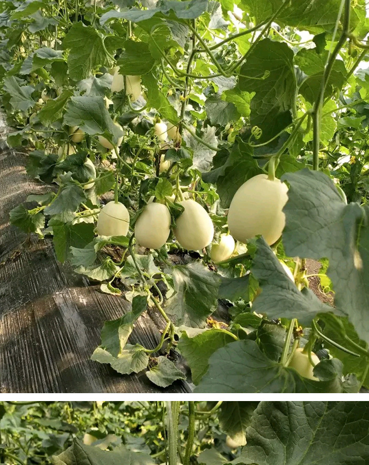大白沙蜜甜瓜种子 农田菜地农户种植早熟肉厚香甜白瓤甜瓜籽