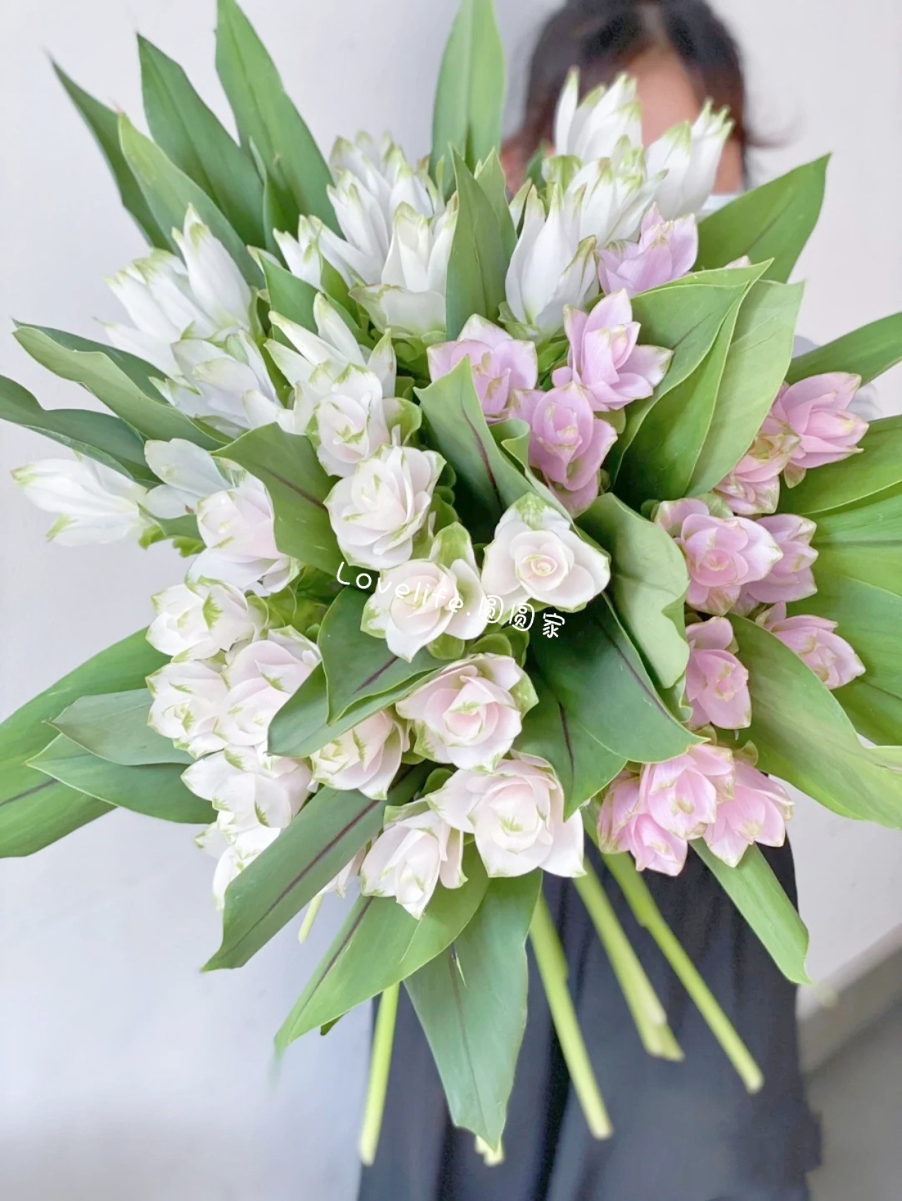 姜荷花花期长姜花新鲜切花插花香味基地直发包邮新鲜