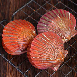 【超大蛤蜊码头直发坏单包赔】鲜活海捕毛蛤贝类扇贝红贝美贝批发