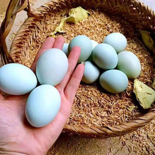 小码绿壳乌鸡蛋农家散养绿壳蛋 壳厚 蛋香浓郁 口感细腻 约12-13
