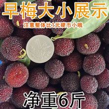 东魁杨梅发货快新鲜现摘应季孕妇水果批发特大早梅荸荠厂家速卖通