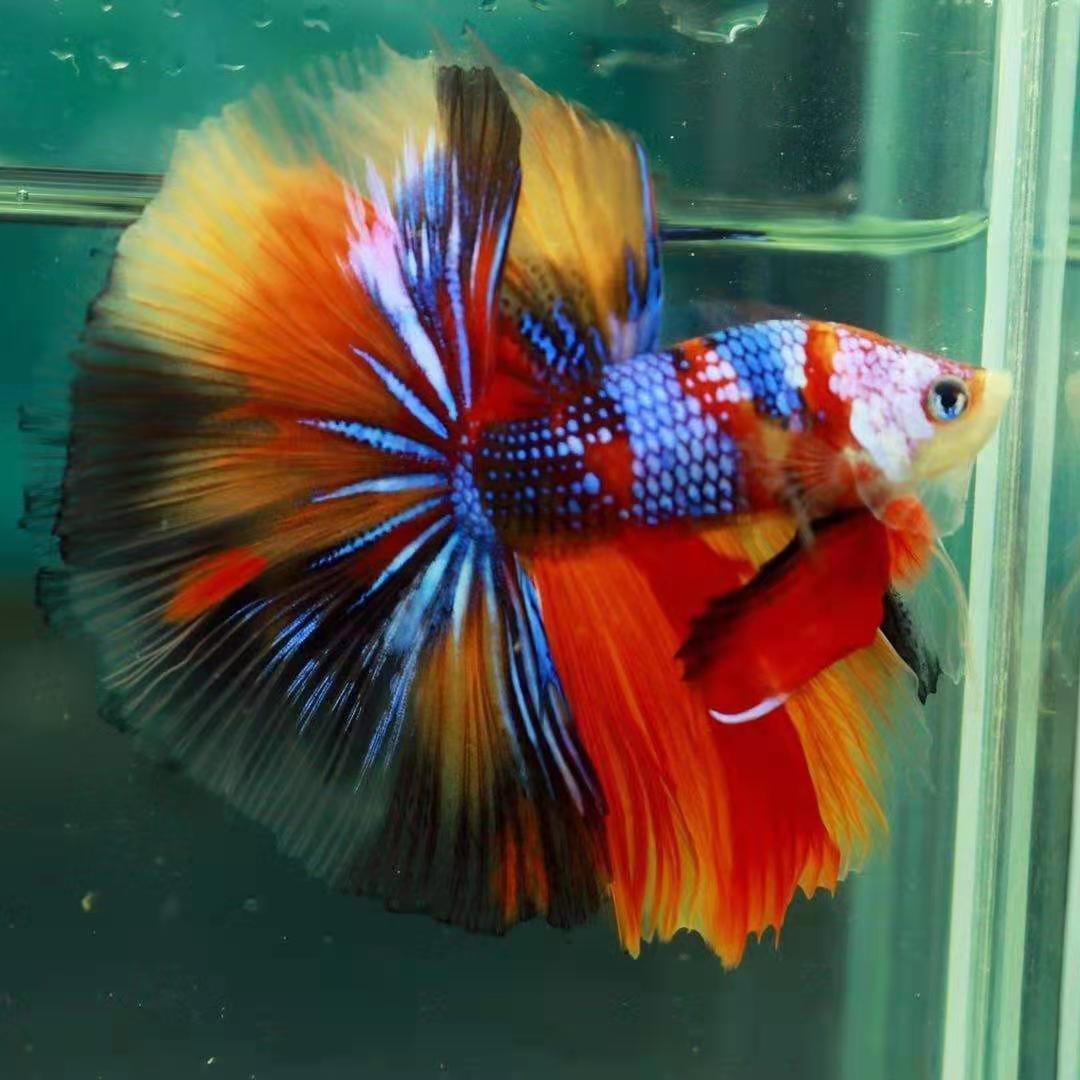 泰国斗鱼繁殖组糖果白色半月观赏鱼热带淡水鱼大量批发