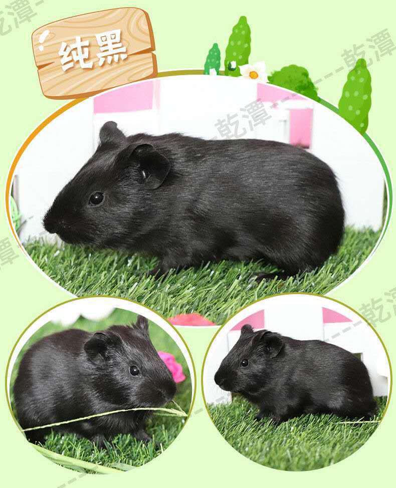 自家繁殖宠物短顺豚猪荷兰猪粮食活体猪猪彩豚荷兰鼠活物运输包活