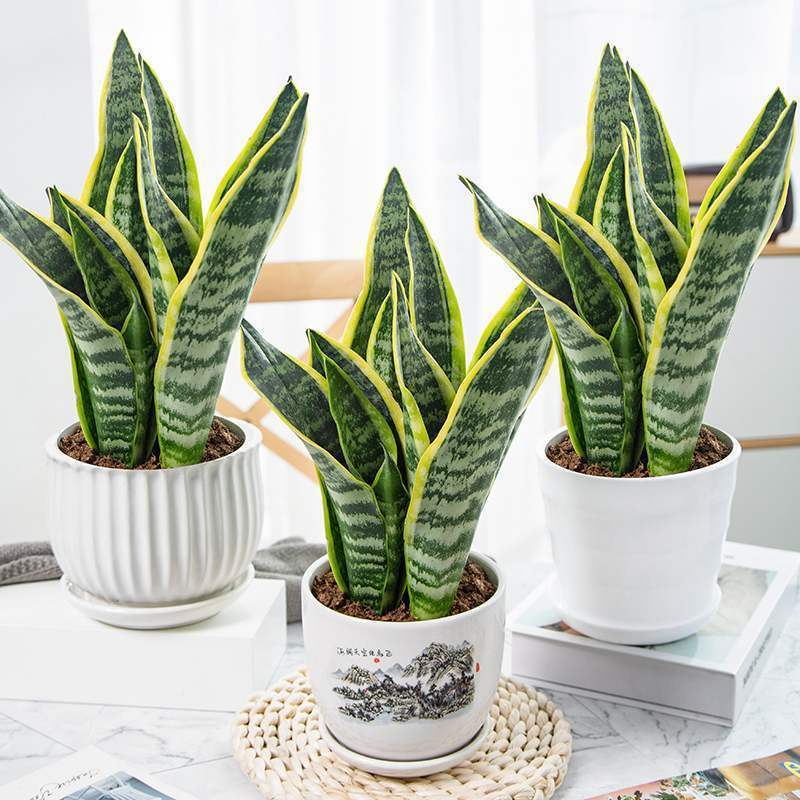 金边虎皮兰新房吸甲醛多肉植物室内花卉绿植盆栽高矮虎尾兰
