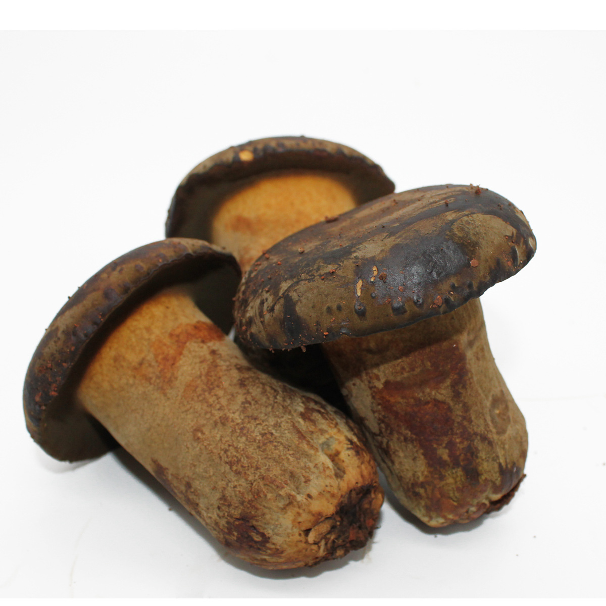 拾蘑菇 云南新鲜黑牛肝菌500g 食用菌野生菌红黄见手青火锅配食材