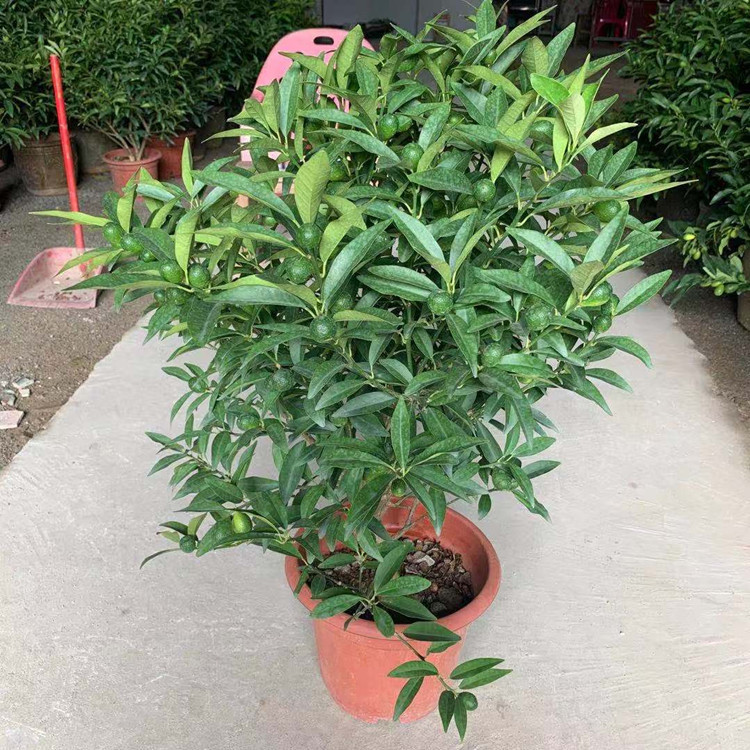 室内金桔树四季桔观赏小金橘树苗盆栽绿植金钱橘果树带果发货