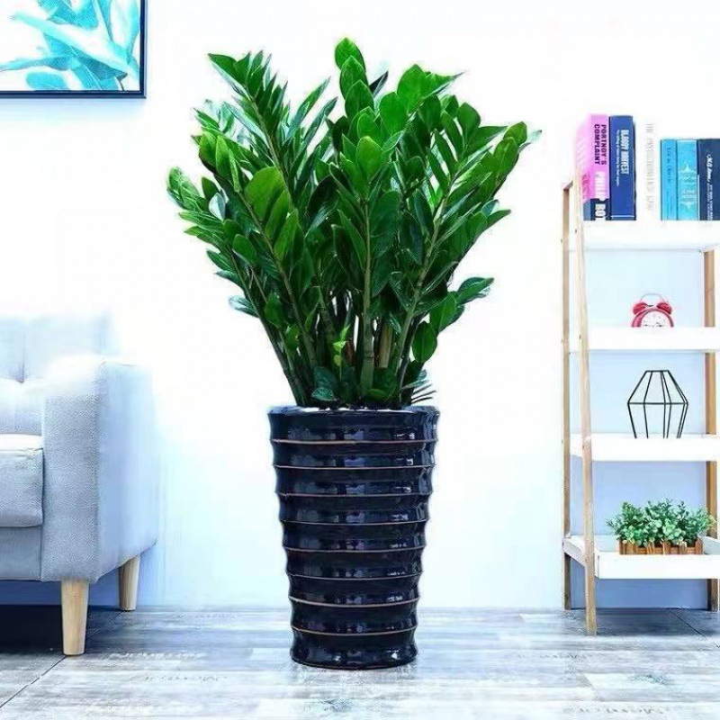 金钱树盆栽客厅大型绿植办公室内大颗发财树四季好养乔迁新居植物