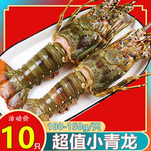 海虾1只小青龙虾大小龙虾15g花龙波龙虾鲜活冻品厂家批发工厂现货