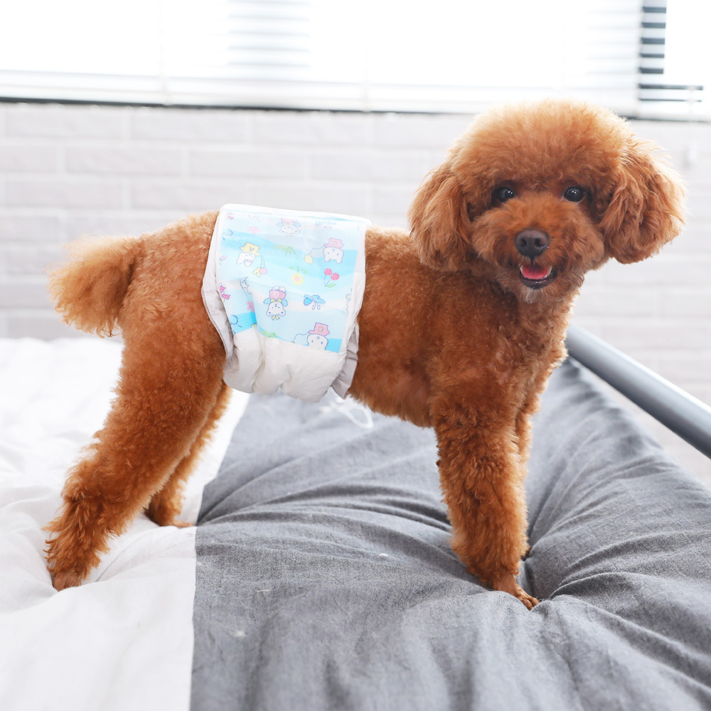 公狗纸尿裤公泰迪宠物礼貌带母狗姨妈卫生巾专用尿不湿狗狗生理裤