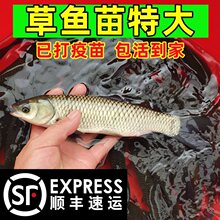 大草鱼苗特大规格半斤鱼苗淡水养殖食用鱼苗批发皖鱼活体鱼苗一斤